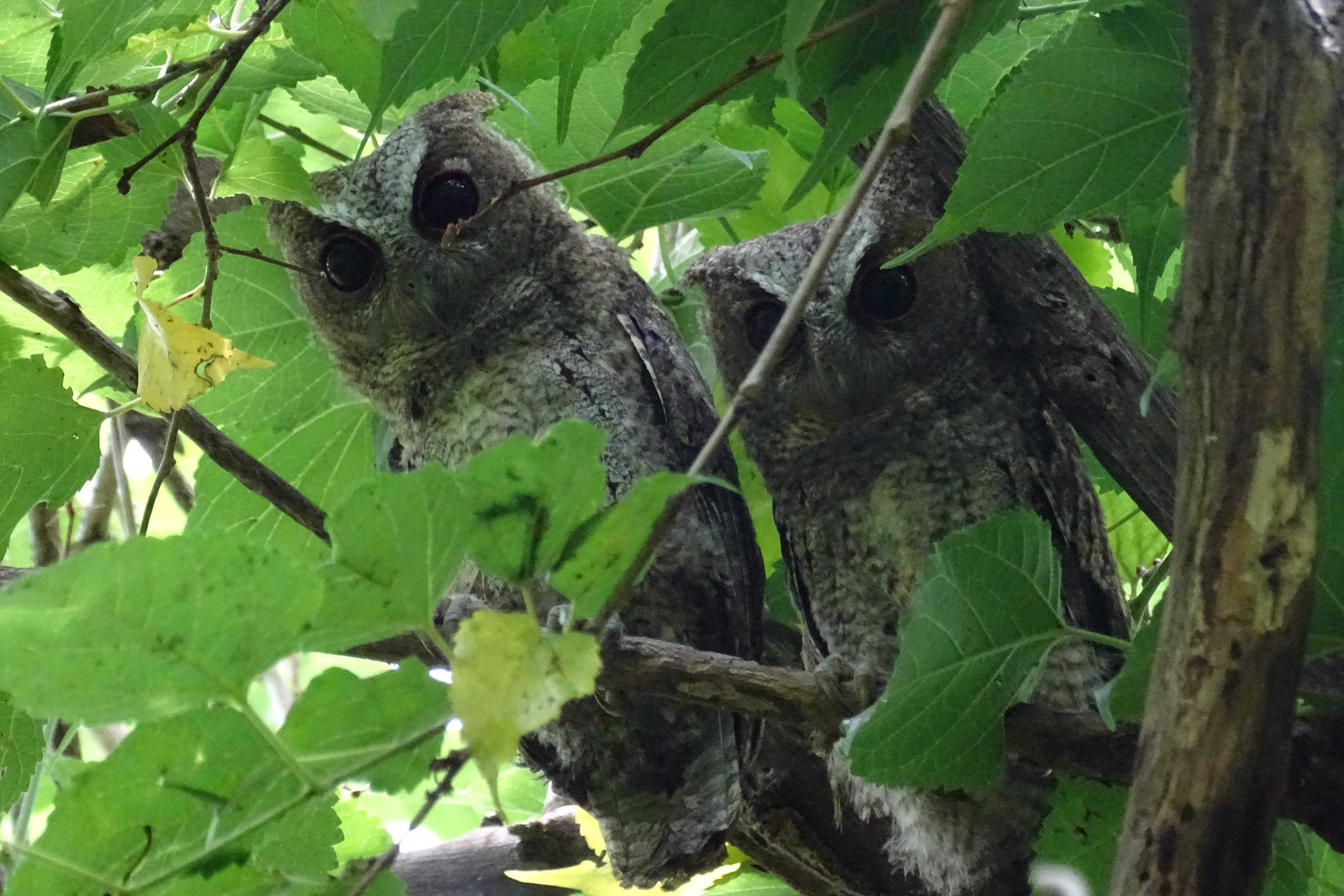 Two collared scops owls perched among green leaves, looking down